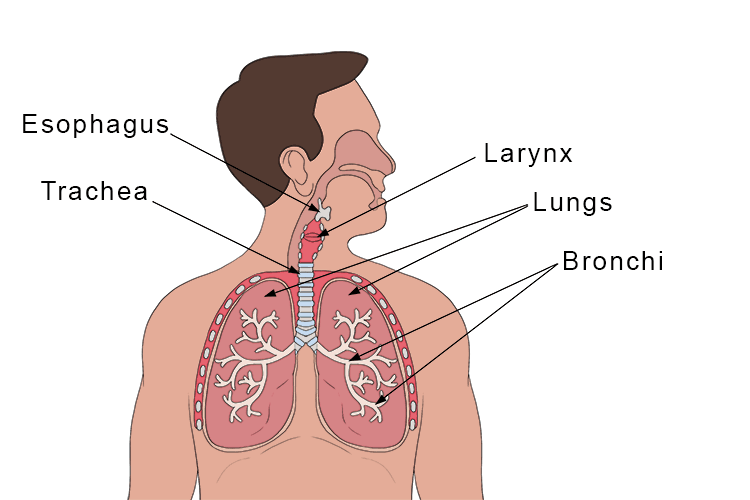  This structure is essential for ventilation and plays a crucial role in the gas exchange process that supplies oxygen to the body and removed carbon dioxide. 